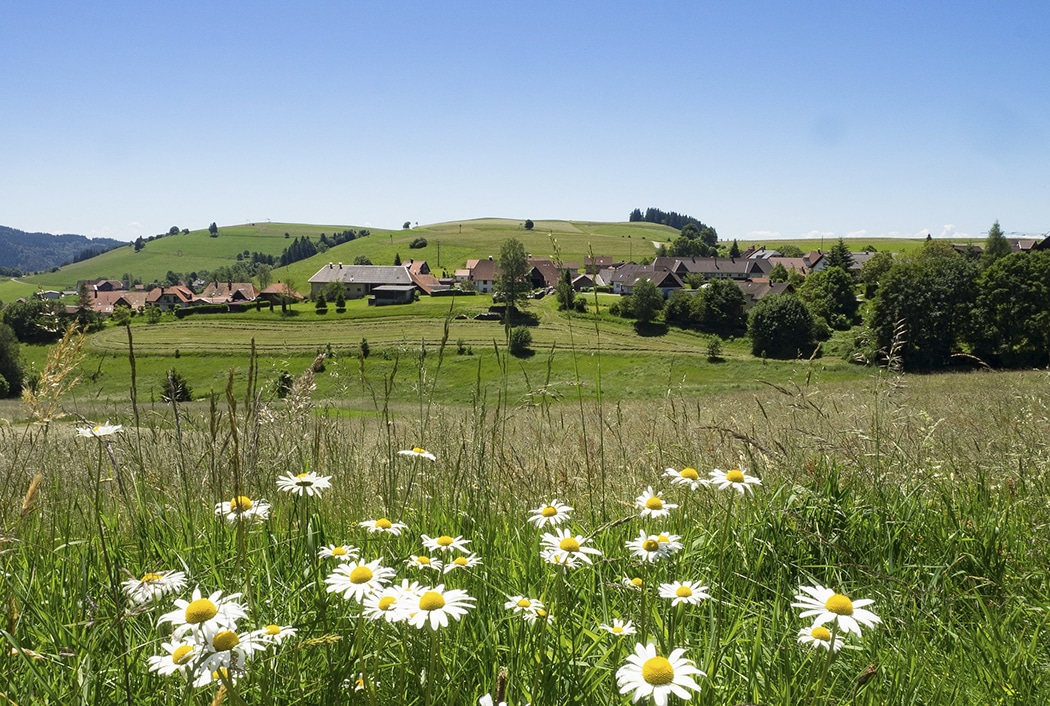 De fijnste wandelroutes door het Zwarte Woud